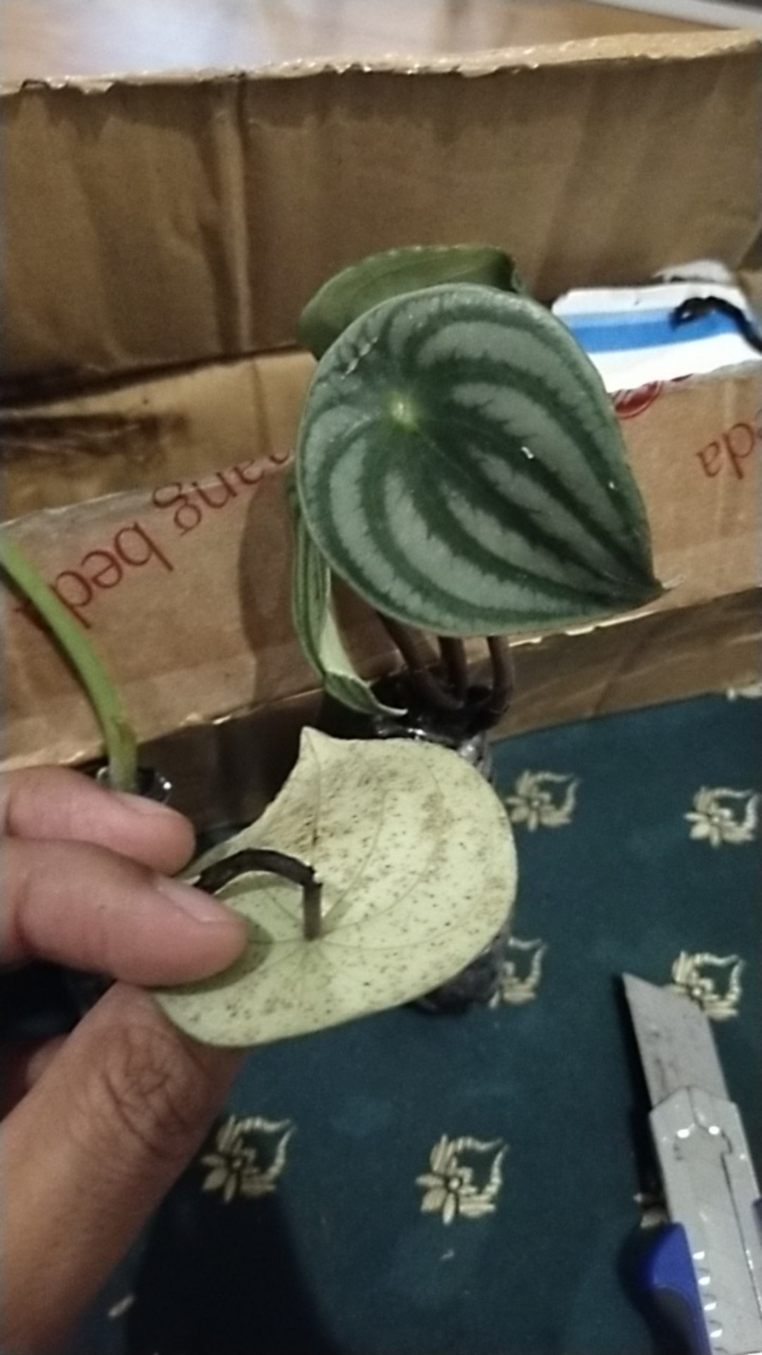 Tanaman Hias Peperomia Water Melon