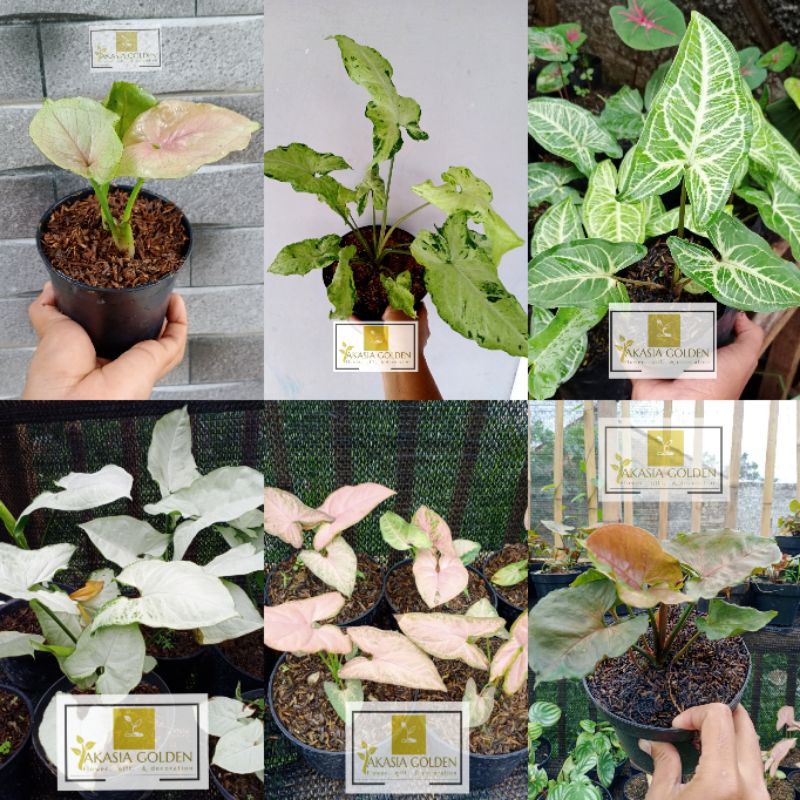 Paket 6 Syngonium/Green Freckles-Imperal White-Pink-pink mango allusion-batik-Maria Alusion