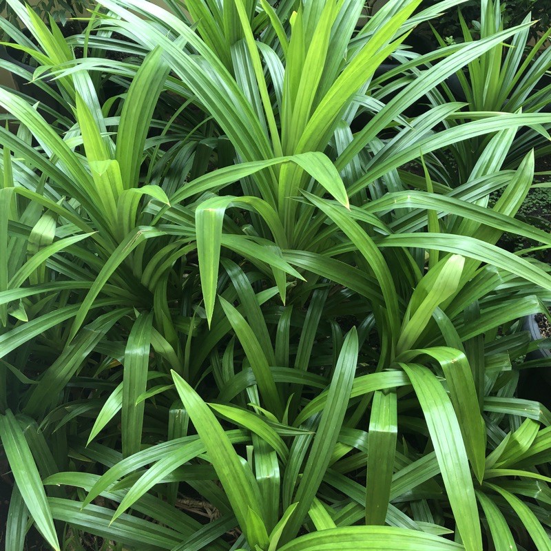 

Daun Pandan Harga Per 15 Helai