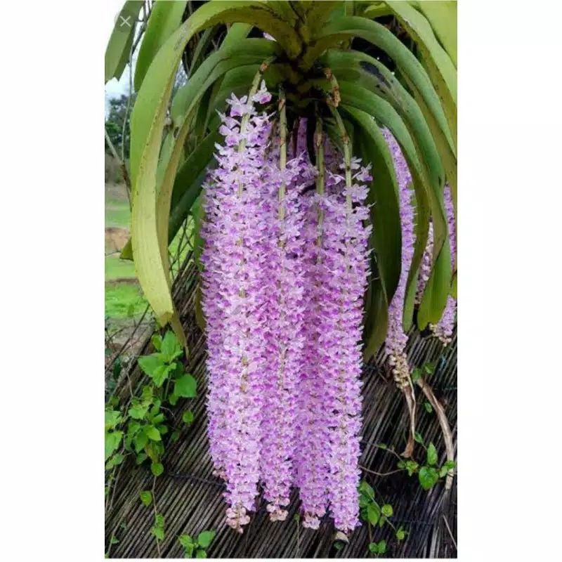 anggrek ricontilis retusa ekor tupai kondisi dewasa dan spike