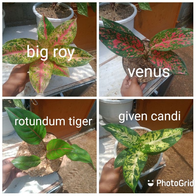 paket 4 macam jenis aglonema