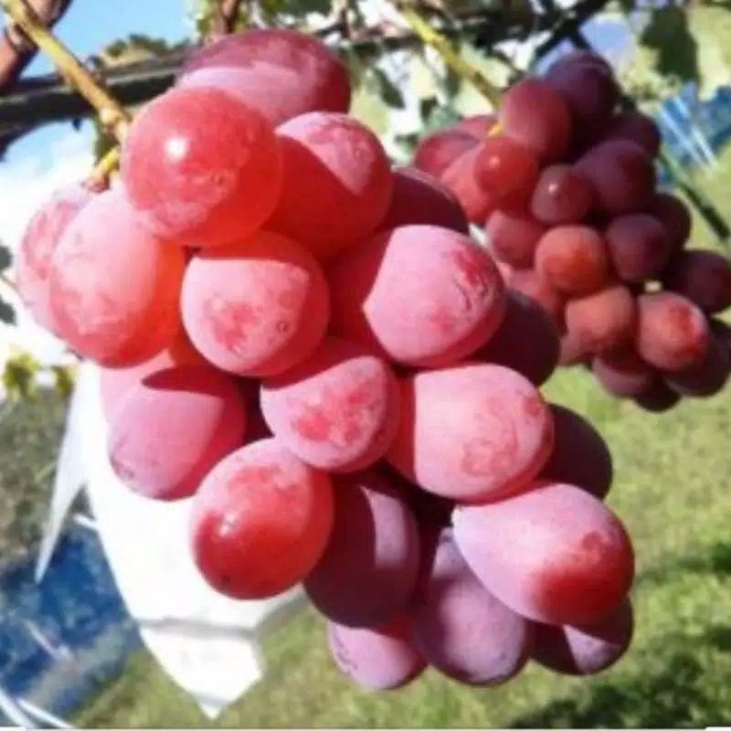 Bibit Anggur Import Jenis Ruby Roman Valid Grafting Asli