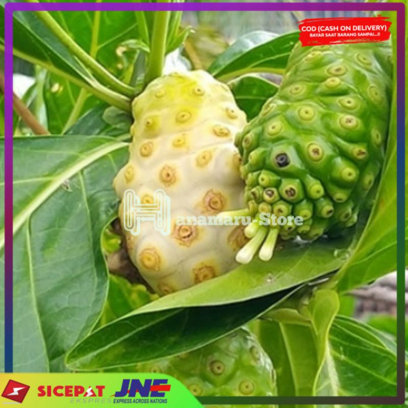

Buah mengkudu segar Herbal buah mengkudu ( 1kg )