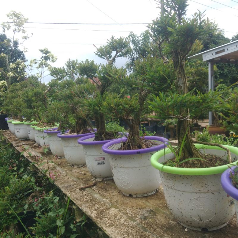 Bonsai Cendrawasih Jadi