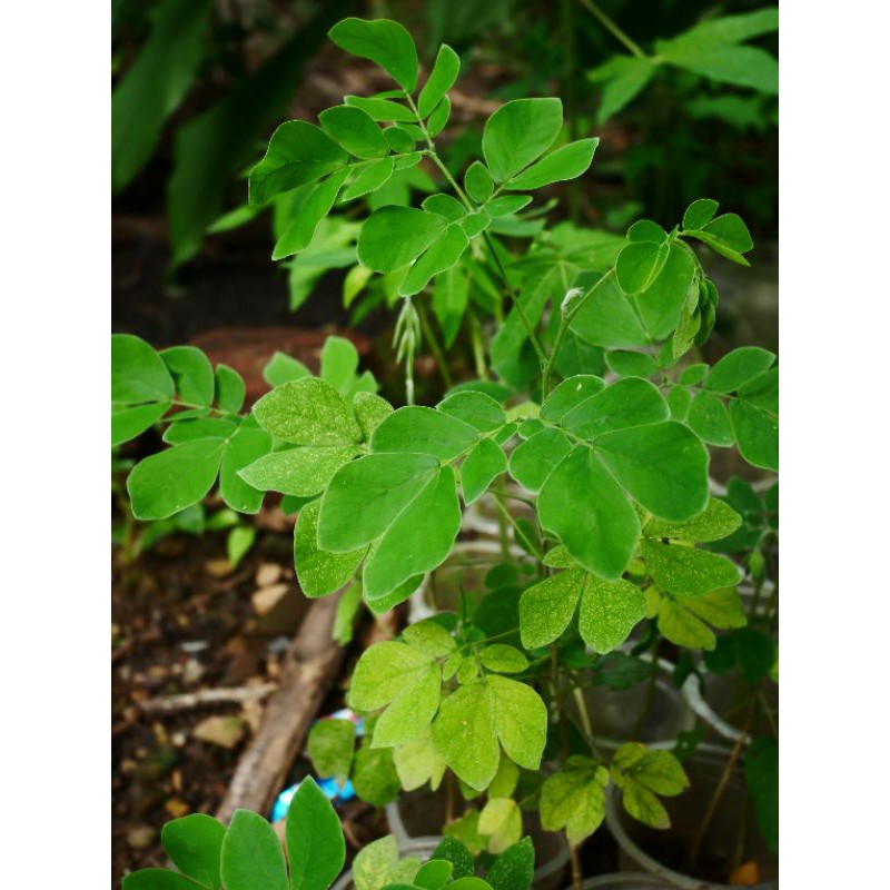 Bibit trembesi