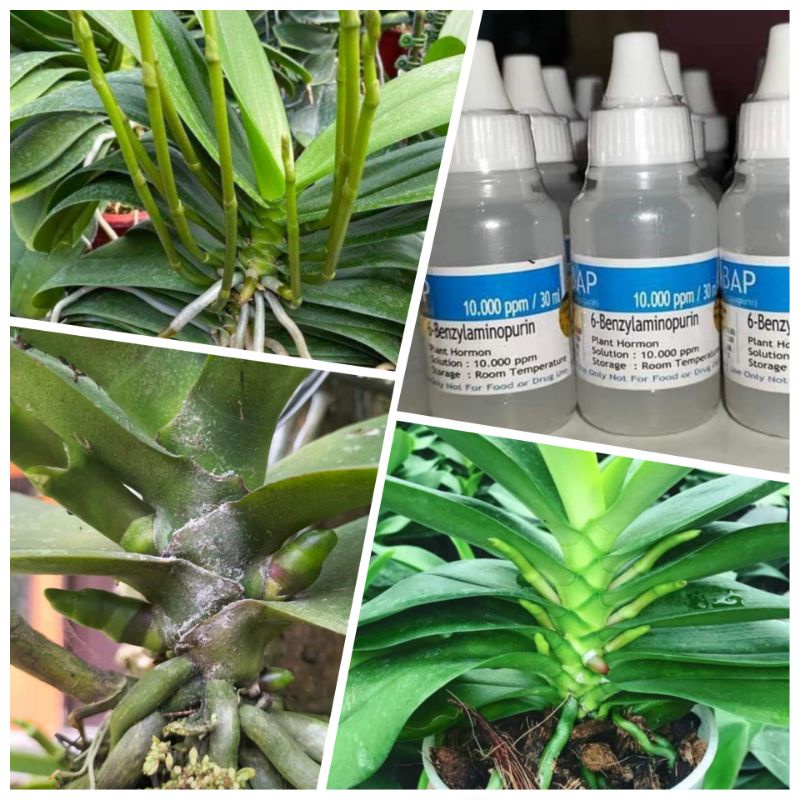 hormon 6-bap penumbuh bunga anggrek original biru