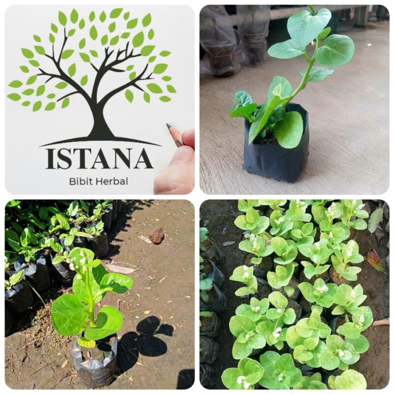 Bibit Tanaman Binahong Hijau bibit pohon binahong hijau bibit binahong