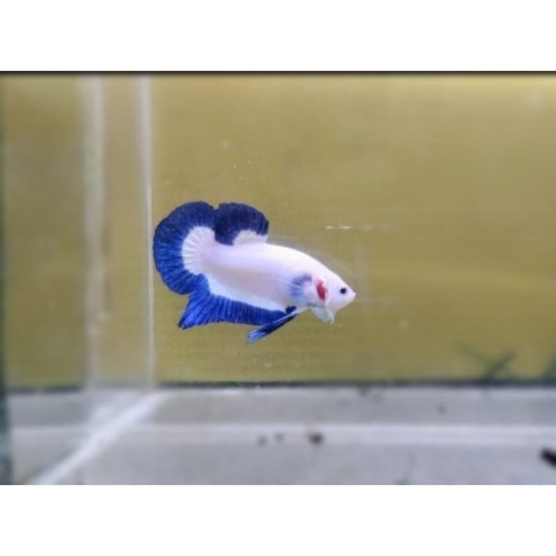 cupang blierim ori thailand