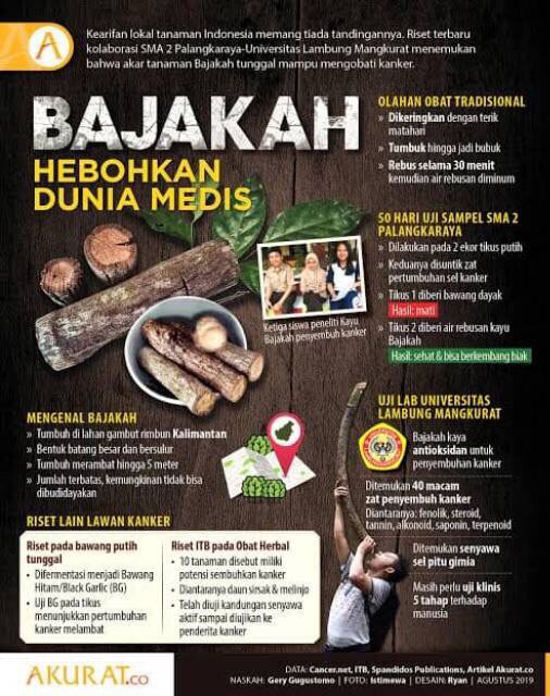 BAJAKAH (ASLI, READY, BISA COD) Kayu akar kering siap konsumsi bajakah kalalawit tampala obat kanker