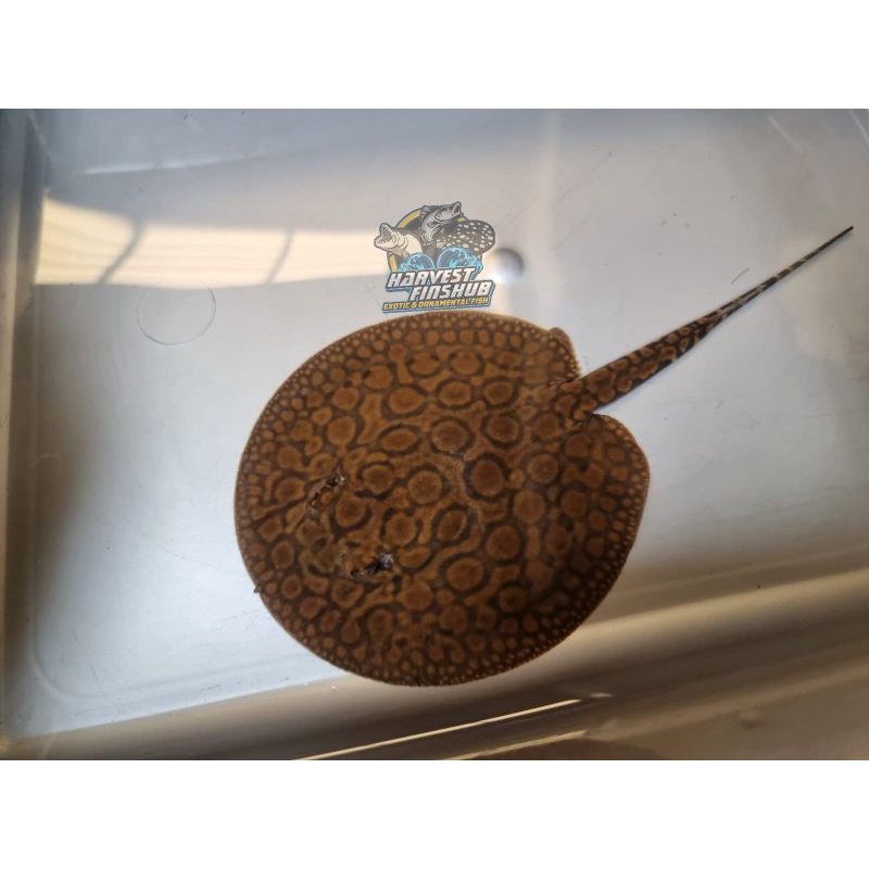 ikan hias pari air tawar motoro (fresh water stingray)