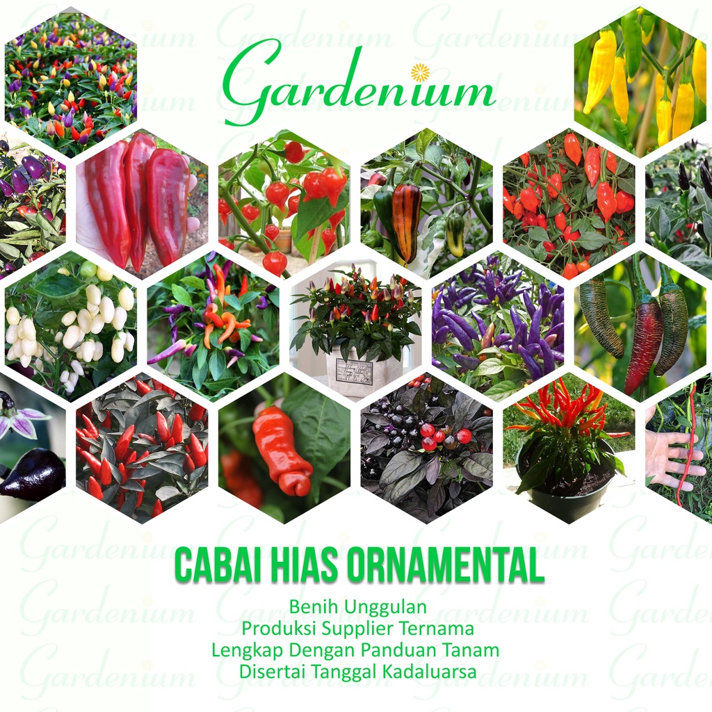 Macam Macam Benih Cabai Unik Hias Ornamental Cabe Paktani , Bolivian Rainbow Numex Razzamatazz Medus