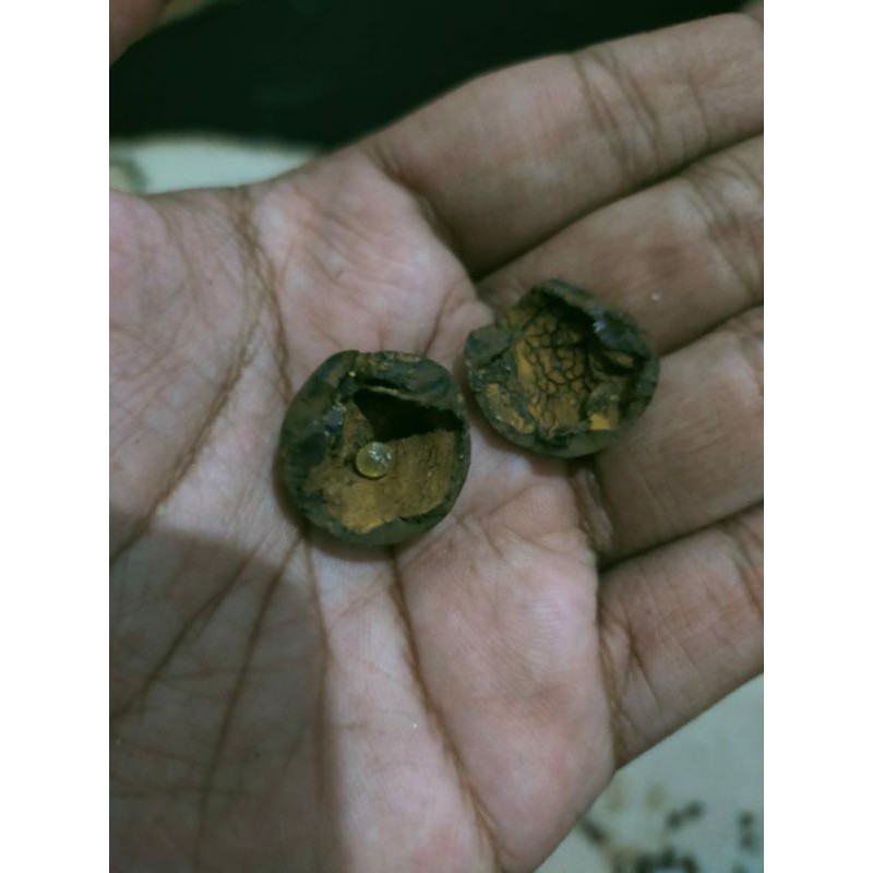 Mustika delima pth temuan batu koclak