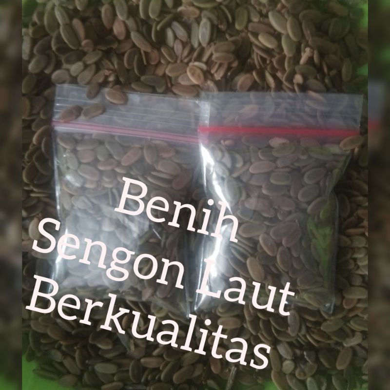 BENIH SENGON LAUT (Lokal) 10 gram