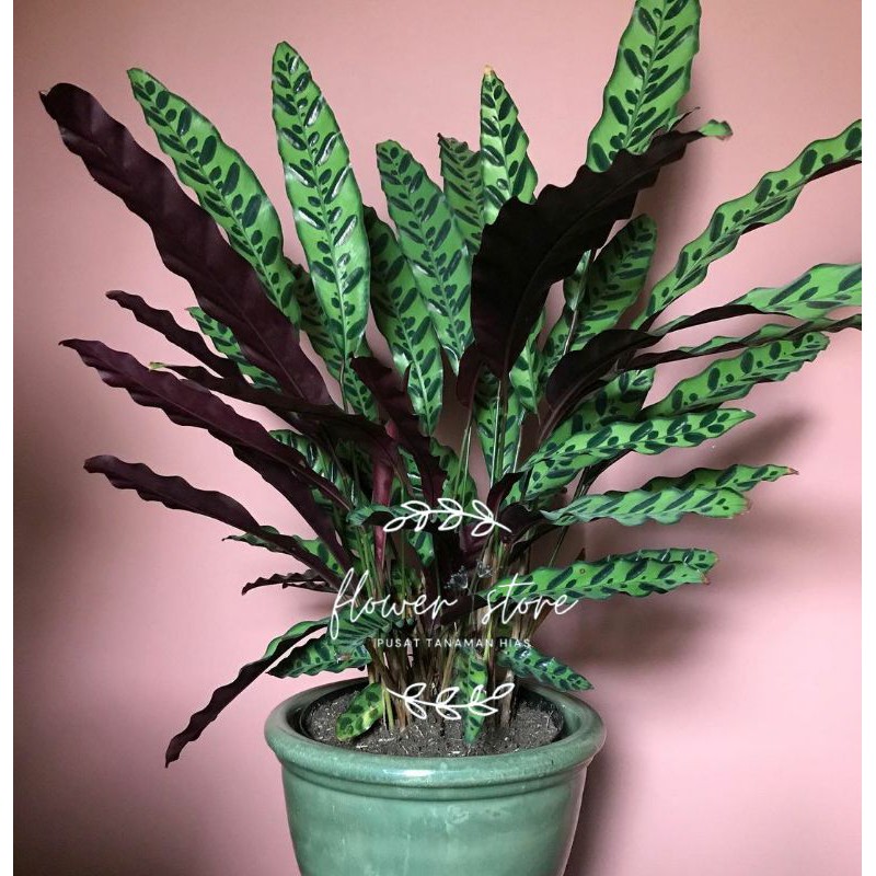 tanaman hias calathea /maranta ekor ayam.