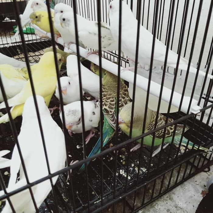 Burung Parkit Albino Mata Merah Putih G00d Quality Shopee