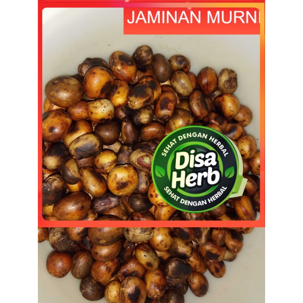 

BIJI BENDO 100 GRAM - Artocarpus elasticus - MURNI - JSR - REMPAH