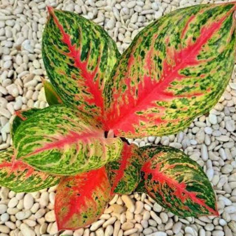 aglonema rindu/bongol aglonema