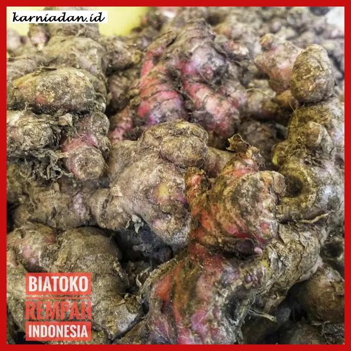 

lanoisidartdrink- bibit rimpang jahe merah super siap tanam. 1kg -asliii-bngittt.