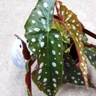  TANAMAN  HIAS  BEGONIA  MACULATA POLKADOT  ANGEL WING DOT 