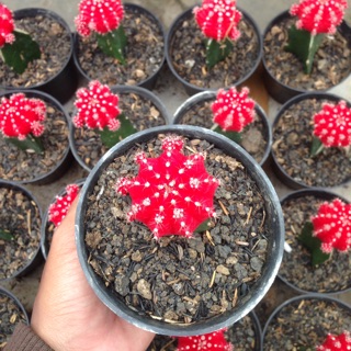 Kaktus warna warni import (Gymno Cacti) | Shopee Indonesia