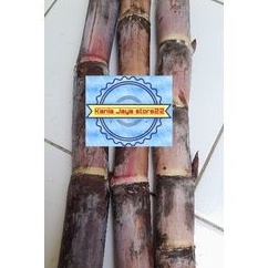 

Tebu merah pohon tebu merah segar per 1 kg