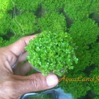 Tanaman Aquascape Montecarlo Jenis Tanaman Karpet Shopee Indonesia