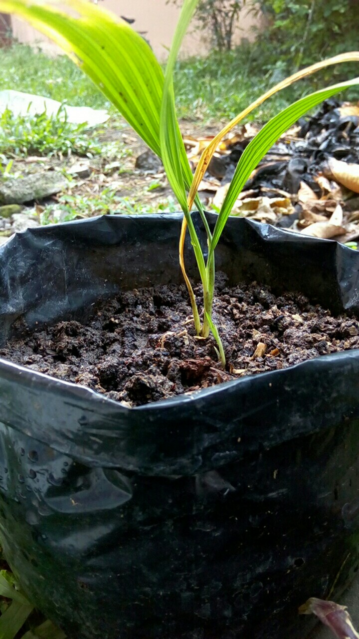 Bibit Bawang Dayak Bawang Seberang Tanaman Herbal
