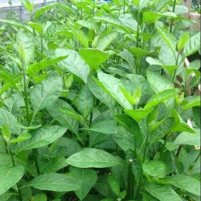 

DAUN AFRIKA SEGAR OBAT HERBAL TEH CINA