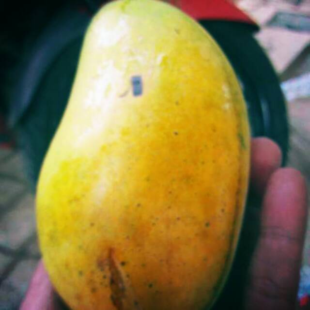 Mangga chokanan