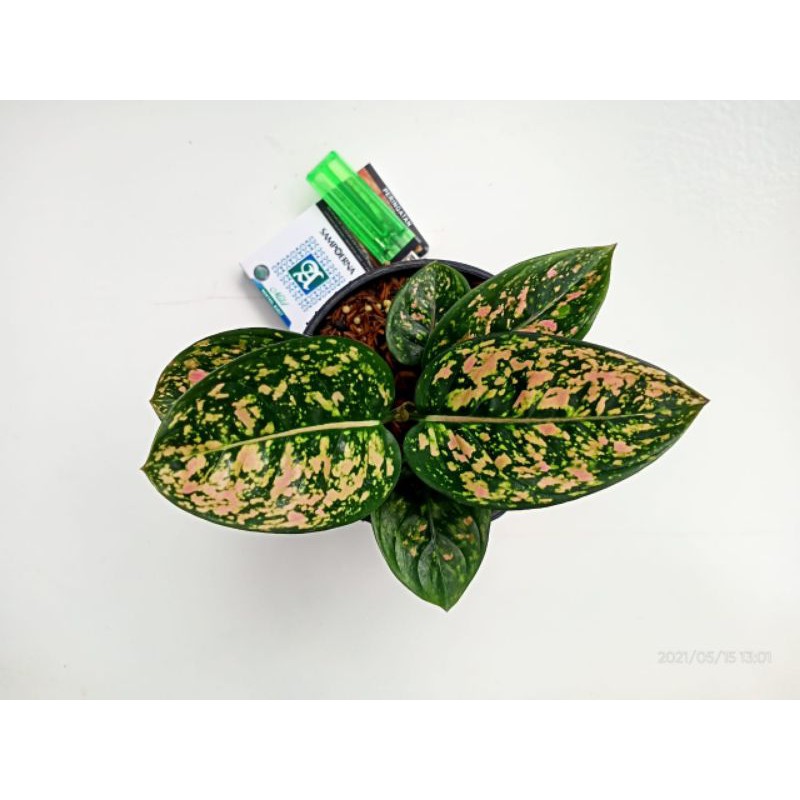 aglonema ruby compacta