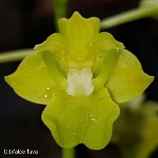 anggrek dendrobium bifalce flava