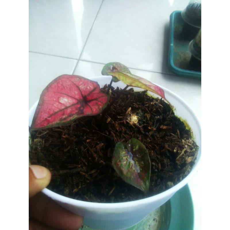 Caladium Hibird new Thailand series,