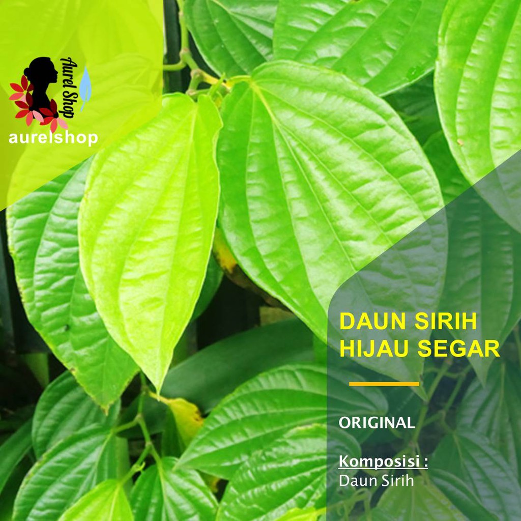 

Daun Sirih Hijau Segar isi 11 lembar