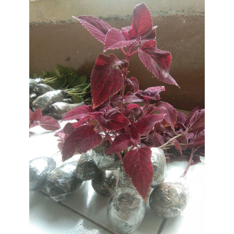 tanaman hias miana merah/tanaman bayem miana merah/miana merah