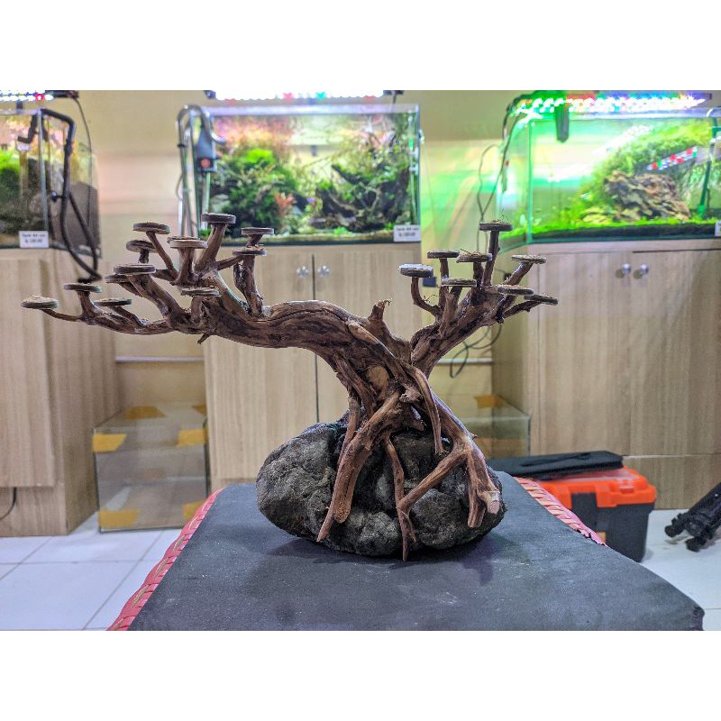 Jual BONSAI aquascape kayu rasamala Oxy Aquatic Ponorogo Shopee Indonesia