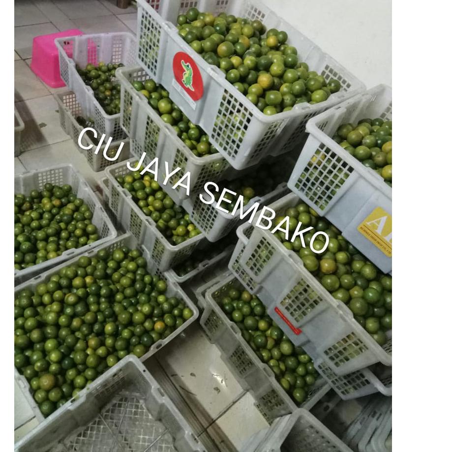 

[DISCOUNT RAM65] JERUK SONKIT / JERUK KUNCI / LEMON CUI / SONKIT PONTIANAK / KASTURI / SONGKIT Produk Keren