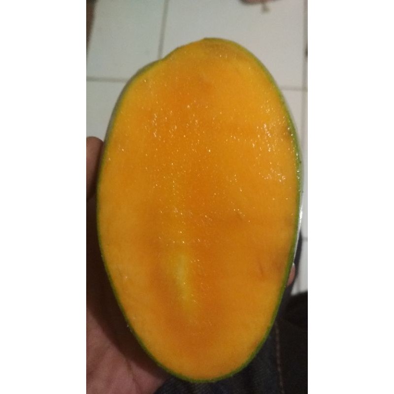 

mangga budiraja/gajah