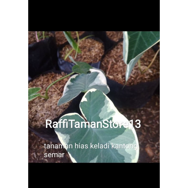 Jual Tanaman Hias Pohon Keladi Kantong Semar Shopee Indonesia