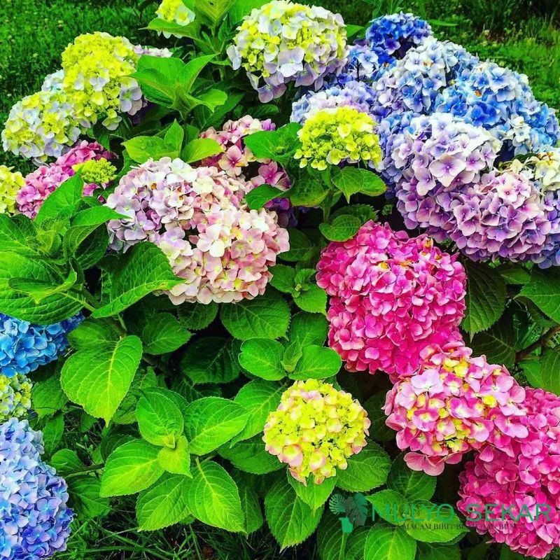 Tanaman pancawarna atau hortensia kuncup dan SUDAH BERBUNGA (BERVARIASI) - BAKUL KEMBANG