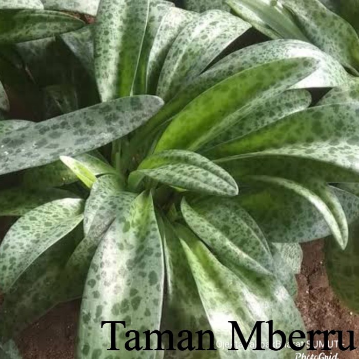 Sansivieira Lidah Katak#Lidah Kadal Bunga & Tanaman