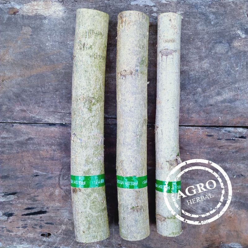 

Bibit Stek Pohon Kelor Ukuran Besar