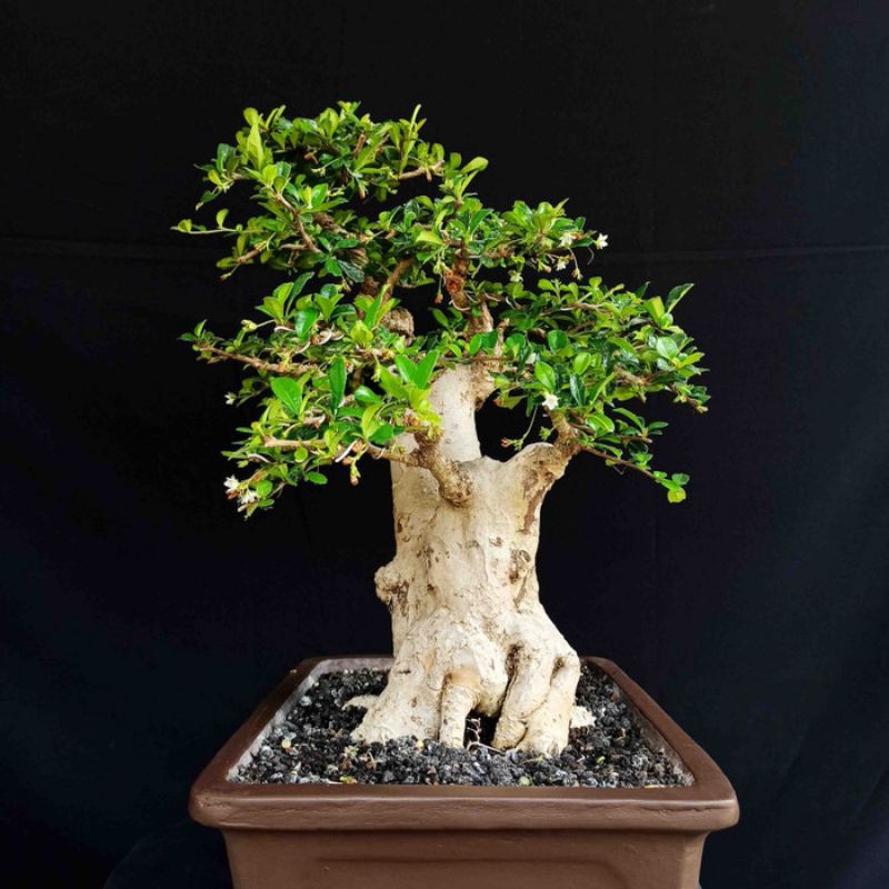 Bonsai Pohon Import Hokianti Bunga Bonggol Besar Prospek
