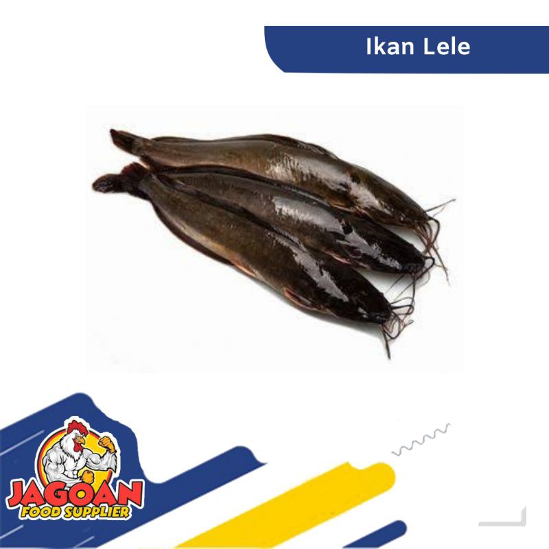 

IKAN LELE / IKAN SEGAR