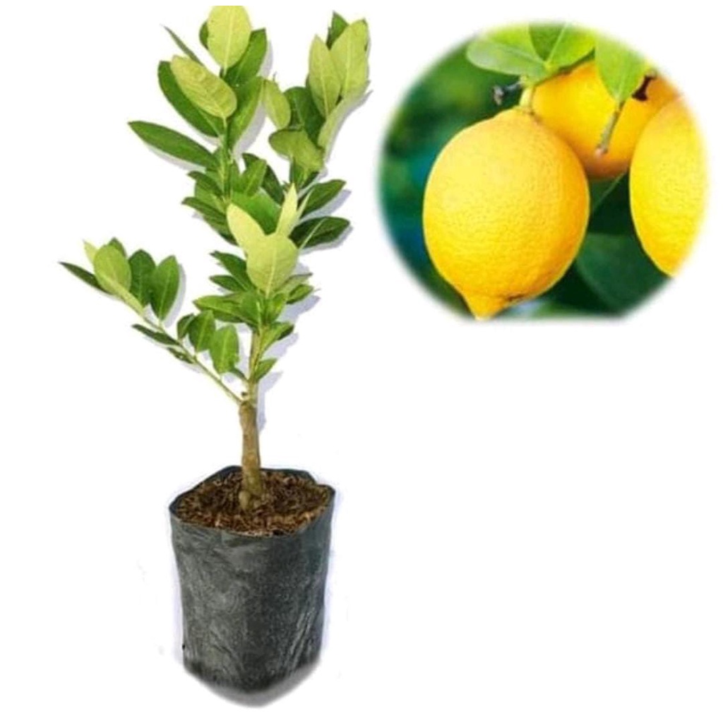 Bibit buah jeruk lemon tea california okulasi/cangkok ASLI cepat berbuah bibit tanaman unggul jeruk lemon california termurah pohon jeruk lemon california okulasi bibit jeruk lemon cangkok