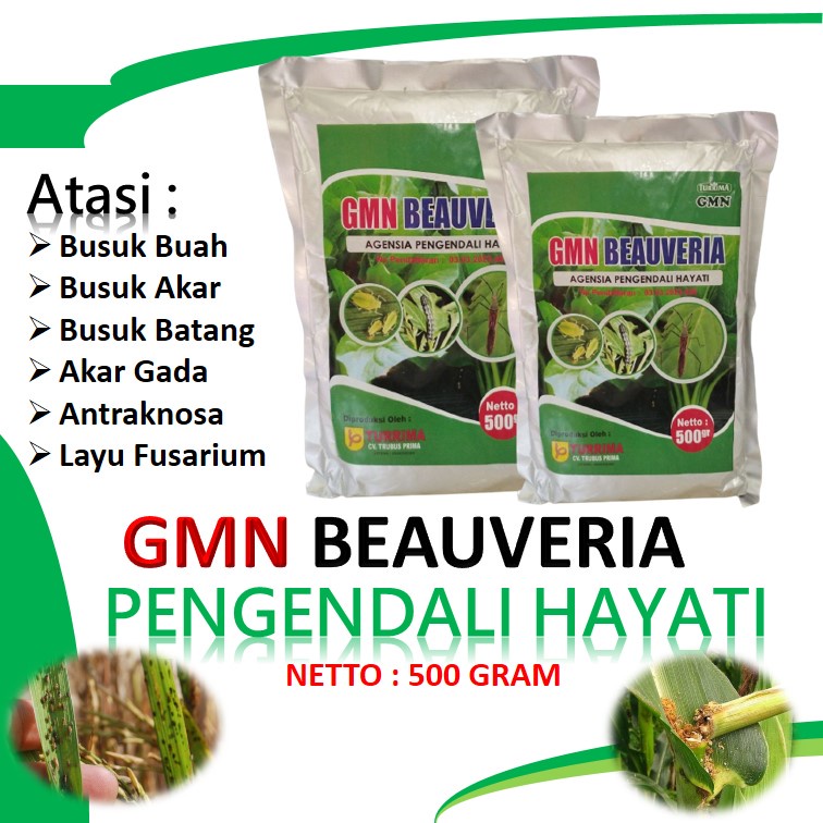 Pencegah hama tanaman tebu Hitam, Beauveria obat pembasmi penggerek batang tebu Wulung