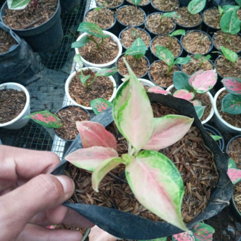bibit/ anakan Aglonema bidadari