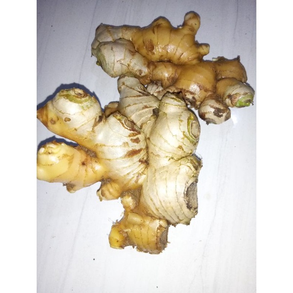 

Jahe Gajah Segar 500gr