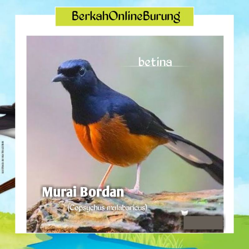 Burung Murai Betina Bordan Siapan Rawatan