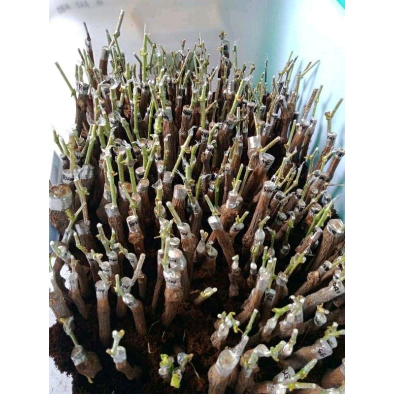 

grafting anggur import paket 100rb dapat 5