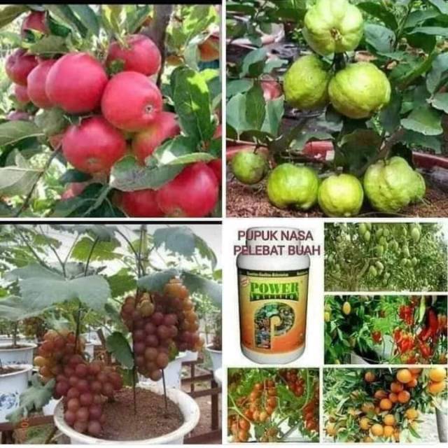 

Pelebat /penyubur buah